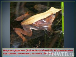 Лягушка Дарвина (Rhinoderma darwinii). В критическом состоянии, возможно, исчезл