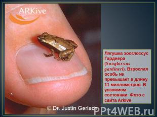 Лягушка зооглоссус Гарднера (Sooglossus gardineri). Взрослая особь не превышает
