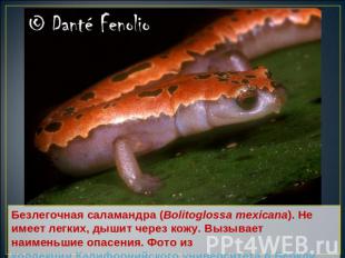 Безлегочная саламандра (Bolitoglossa mexicana). Не имеет легких, дышит через кож