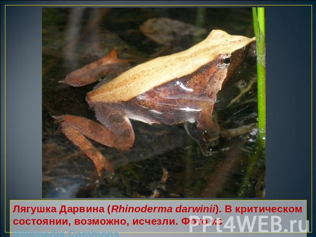 Лягушка Дарвина (Rhinoderma darwinii). В критическом состоянии, возможно, исчезли. Фото из Wikimedia Commons