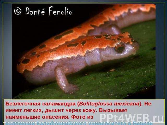 Безлегочная саламандра (Bolitoglossa mexicana). Не имеет легких, дышит через кожу. Вызывает наименьшие опасения. Фото из коллекции Калифорнийского университета в Беркли
