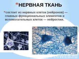 НЕРВНАЯ ТКАНЬ состоит из нервных клеток (нейронов) — главных функциональных элем