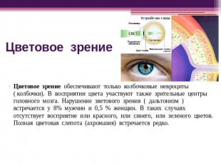 Цветовое зрение Цветовое зрение обеспечивают только колбочковые невроциты ( колб