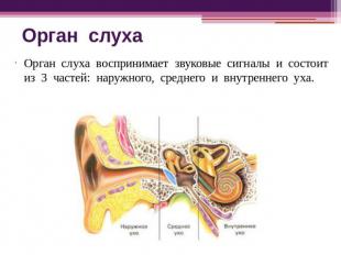 Орган слуха Орган слуха воспринимает звуковые сигналы и состоит из 3 частей: нар