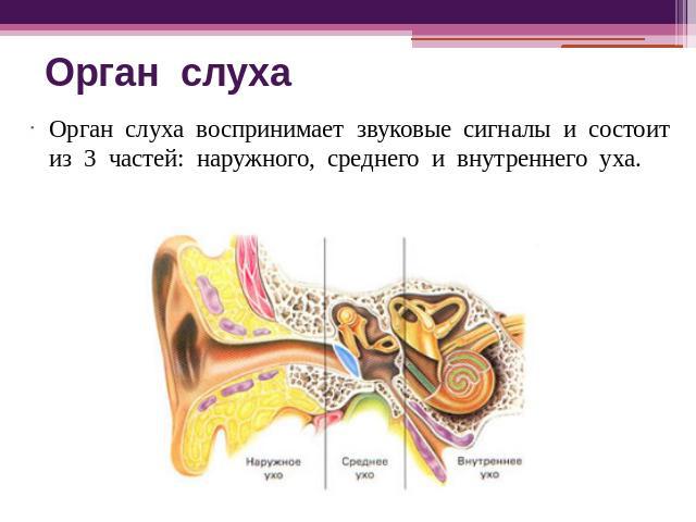 Орган слуха Орган слуха воспринимает звуковые сигналы и состоит из 3 частей: наружного, среднего и внутреннего уха.