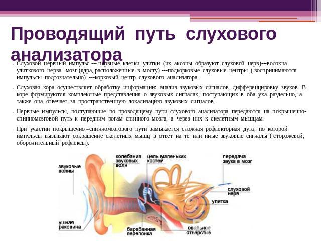 Проводящий путь слухового анализатора Слуховой нервный импульс --- нервные клетки улитки (их аксоны образуют слуховой нерв)---волокна улиткового нерва –мозг (ядра, расположенные в мосту) ---подкорковые слуховые центры ( воспринимаются импульсы подсо…