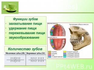 Зубы (dentes) Функции зубовзахватывание пищиудержание пищипережевывание пищизвук