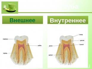 Строение зуба Внешнее Внутреннее