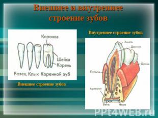 Внешнее и внутреннее строение зубов Внутреннее строение зубов Внешнее строение з