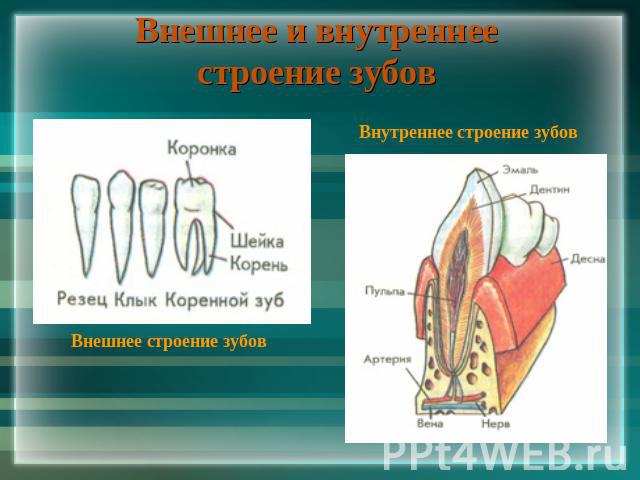 Внешнее и внутреннее строение зубов Внутреннее строение зубов Внешнее строение зубов