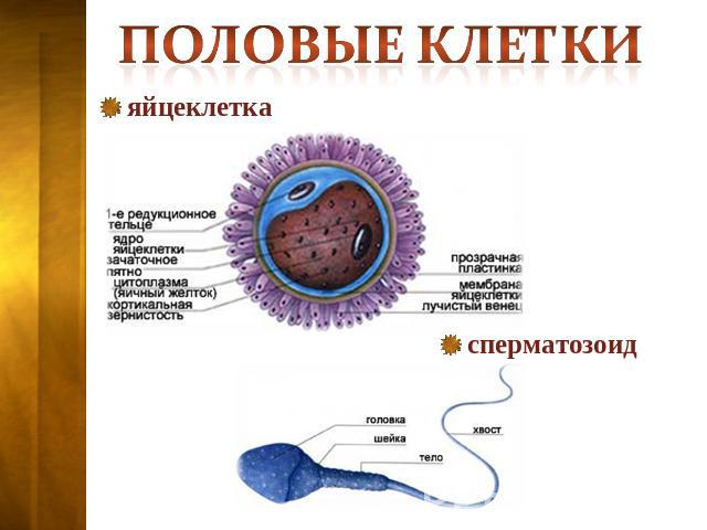 Половые клетки яйцеклетка сперматозоид