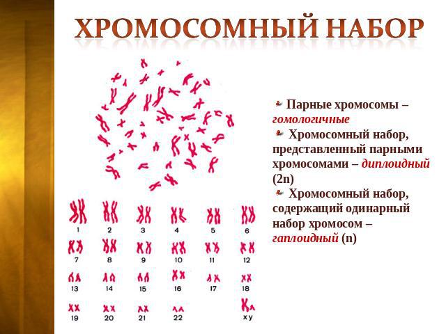 Хромосомный набор Парные хромосомы – гомологичные Хромосомный набор, представленный парными хромосомами – диплоидный (2n) Хромосомный набор, содержащий одинарный набор хромосом – гаплоидный (n)