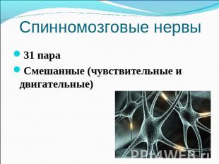 Спинномозговые нервы 31 параСмешанные (чувствительные и двигательные)