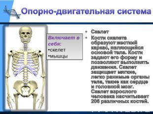 Опорно-двигательная система Включает в себя:скелетмышцы СкелетКости скелета обра