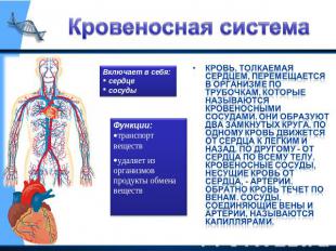 Кровеносная система Включает в себя: сердце сосуды Функции:транспорт веществудал
