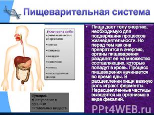 Пищеварительная система Включает в себя:ротовая полость с её органамиглоткапищев