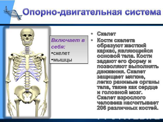 Опорно-двигательная система Включает в себя:скелетмышцы СкелетКости скелета образуют жесткий каркас, являющийся основой тела. Кости задают его форму и позволяют выполнять движения. Скелет защищает мягкие, легко ранимые органы тела, такие как сердце …
