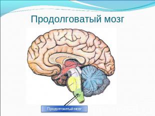 Продолговатый мозг Продолговатый мозг