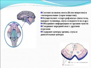 Состоит из ножек мозга (белое вещество) и «четверохолмия» (серое вещество). Осущ