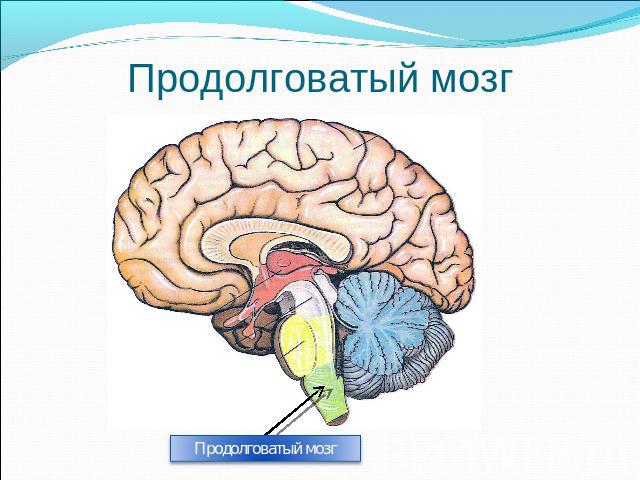 Продолговатый мозг Продолговатый мозг