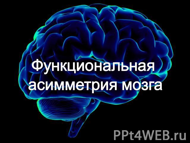 Функциональная асимметрия мозга