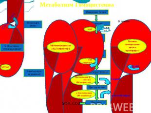 Метаболизм Гомоцистеина Метионинсинтаза(В12-кофактор )МТГФРSАГ гидролаза МАТБета
