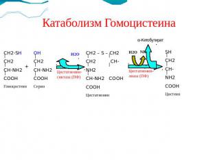 Катаболизм Гомоцистеина CH2-SHCH2CH-NH2COOHГомоцистеинOHCH2CH-NH2COOHСеринCH2 –