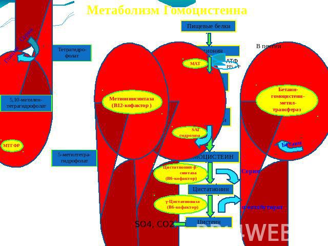Метаболизм Гомоцистеина Метионинсинтаза(В12-кофактор )МТГФРSАГ гидролаза МАТБетаин-гомоцистеин-метил-трансферазаЦистатионин-β-синтаза (В6-кофактор) γ-Цистатионаза(В6-кофактор)