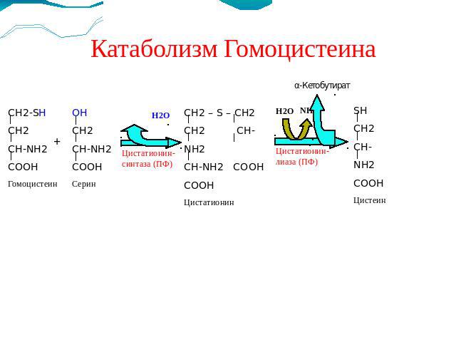 Катаболизм Гомоцистеина CH2-SHCH2CH-NH2COOHГомоцистеинOHCH2CH-NH2COOHСеринCH2 – S – CH2 CH2 CH-NH2CH-NH2 COOHCOOHЦистатионинα-КетобутиратSHCH2CH-NH2COOHЦистеин