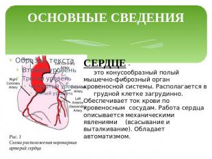 ОСНОВНЫЕ СВЕДЕНИЯ СЕРДЦЕ – это конусообразный полый мышечно-фиброзный орган кров