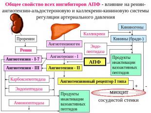 Общее свойство всех ингибиторов АПФ - влияние на ренин-ангиотензин-альдостеронов