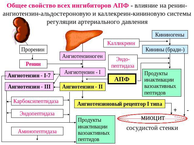 Общее свойство всех ингибиторов АПФ - влияние на ренин-ангиотензин-альдостероновую и каллекреин-кининовую системы регуляции артериального давления
