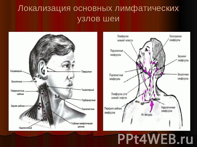 Локализация основных лимфатических узлов шеи