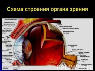 Схема строения органа зрения