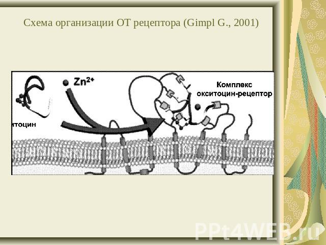 Схема организации ОТ рецептора (Gimpl G., 2001)
