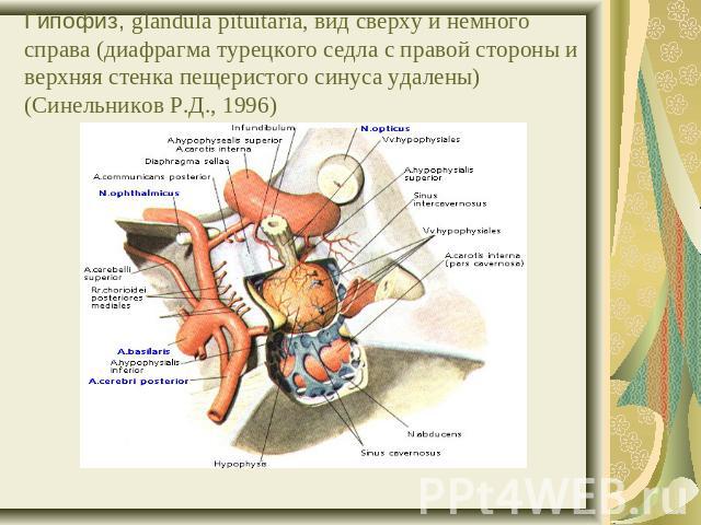 Гипофиз, glandula pituitaria, вид сверху и немного справа (диафрагма турецкого седла с правой стороны и верхняя стенка пещеристого синуса удалены) (Синельников Р.Д., 1996)