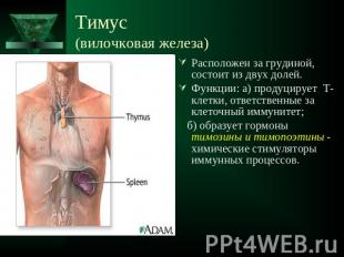 Тимус (вилочковая железа) Расположен за грудиной, состоит из двух долей.Функции: