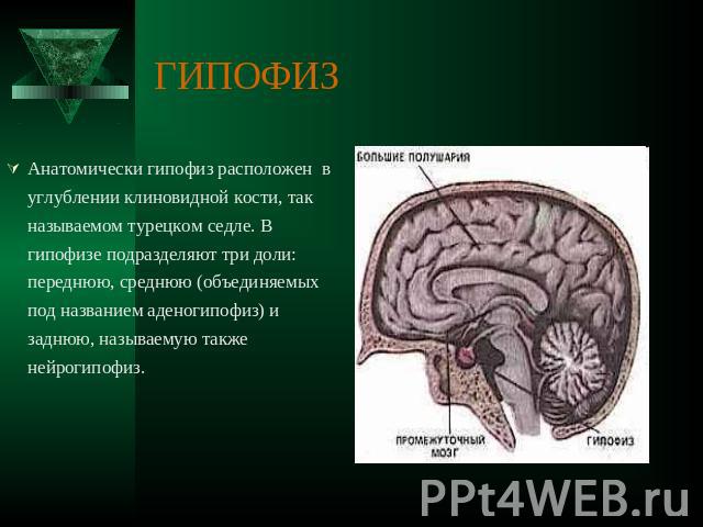 ГИПОФИЗ Анатомически гипофиз расположен в углублении клиновидной кости, так называемом турецком седле. В гипофизе подразделяют три доли: переднюю, среднюю (объединяемых под названием аденогипофиз) и заднюю, называемую также нейрогипофиз.