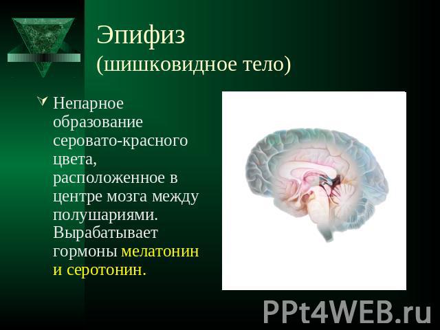 Эпифиз (шишковидное тело) Непарное образование серовато-красного цвета, расположенное в центре мозга между полушариями. Вырабатывает гормоны мелатонин и серотонин.