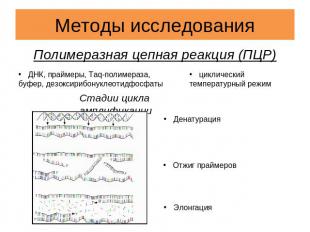 Методы исследования Полимеразная цепная реакция (ПЦР) ДНК, праймеры, Taq-полимер