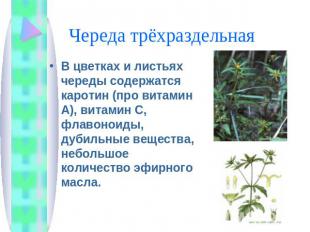 Череда трёхраздельная В цветках и листьях череды содержатся каротин (про витамин