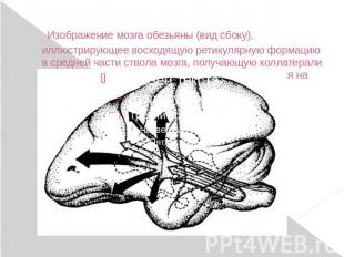 Изображение мозга обезьяны (вид сбоку), иллюстрирующее восходящую ретикулярную ф