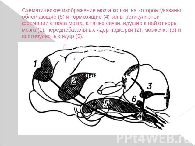 Схематическое изображение мозга кошки, на котором указаны облегчающие (5) и тормозящие (4) зоны ретикулярной формации ствола мозга, а также связи, идущие к ней от коры мозга (1), переднебазальных ядер подкорки (2), мозжечка (3) и вестибулярных ядер (6).