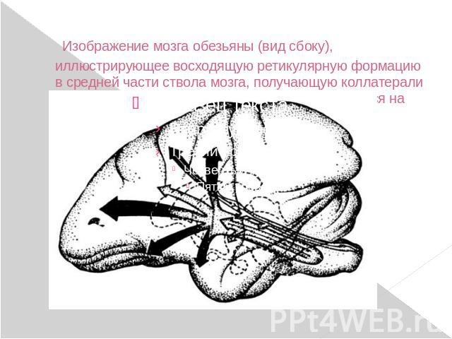 Изображение мозга обезьяны (вид сбоку), иллюстрирующее восходящую ретикулярную формацию в средней части ствола мозга, получающую коллатерали от афферентных путей и широко проецирующуюся на различные области коры. 