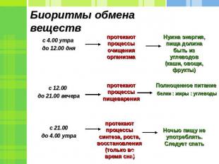 Биоритмы обмена веществ с 4.00 утра до 12.00 дняс 12.00 до 21.00 вечера с 21.00