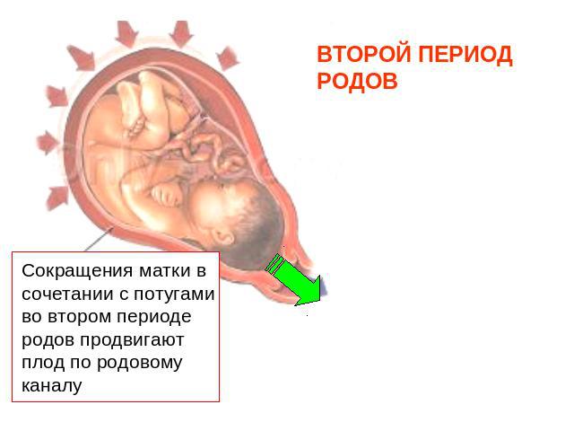 ВТОРОЙ ПЕРИОДРОДОВ Сокращения матки всочетании с потугамиво втором периодеродов продвигаютплод по родовому каналу