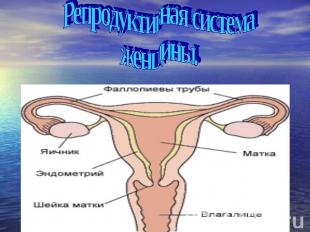 Репродуктивная система женщины