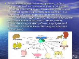 Презентация репродуктивная система человека 8 класс