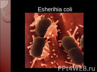 Esherihia coli