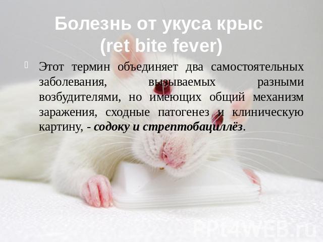 Болезнь от укуса крыс (ret bite fever) Этот термин объединяет два самостоятельных заболевания, вызываемых разными возбудителями, но имеющих общий механизм заражения, сходные патогенез и клиническую картину, - содоку и стрептобациллёз.